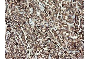 Image no. 2 for anti-Transmembrane Protein 173 (TMEM173) antibody (ABIN1501428) (STING/TMEM173 抗体)