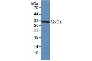 Detection of Recombinant IL4I1, Human using Polyclonal Antibody to Interleukin 4 Induced Protein 1 (IL4I1) (IL4I1 抗体  (AA 1-245))