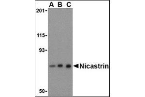 Western blot analysis of Nicastrin in mouse brain tissue lysate with this product at (A) 0. (Nicastrin 抗体  (C-Term))