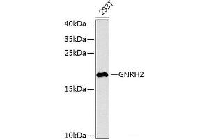 Western blot analysis of extracts of 293T cells using GNRH2 Polyclonal Antibody at dilution of 1:1000. (GnRH2 抗体)
