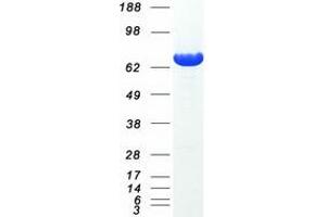 Western Blotting (WB) image for Glutamate-Cysteine Ligase, Catalytic Subunit (GCLC) protein (Myc-DYKDDDDK Tag) (ABIN2721765)