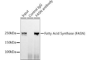 Immunoprecipitation analysis of 300 μg extracts of HeLa cells using 3 μg Fatty Acid Synthase (FASN) antibody . (Fatty Acid Synthase 抗体)