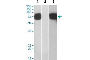 HEK293 lysate (10 ug protein in RIPA buffer) overexpressing human GOLM1 with C-terminal MYC tag probed with GOLM1 polyclonal antibody (1 ug/mL) in Lane 1 and probed with anti-MYC Tag (1/1000) in lane 3. (GOLM1 抗体  (C-Term))