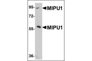Western blot analysis of MIPU1 in human brain tissue lysate with this product at 1 μg/ml. (ZNF667 抗体  (N-Term))