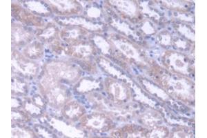 IHC-P analysis of Human Kidney Tissue, with DAB staining. (Acylglycerol Kinase 抗体  (AA 15-300))
