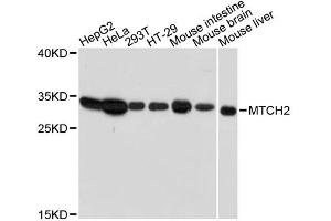 Western blot analysis of extracts of various cell lines, using MTCH2 antibody. (MTCH2 抗体)