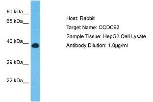 Host: Rabbit Target Name: CCDC92 Sample Type: HepG2 Whole cell lysates Antibody Dilution: 1. (CCDC92 抗体  (N-Term))