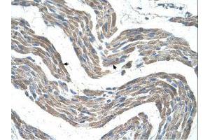 Image no. 1 for anti-G Protein-Coupled Receptor 161 (GPR161) (C-Term) antibody (ABIN203448) (GPR161 抗体  (C-Term))