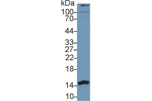 Western Blot; Sample: Human MCF7 cell lysate; Primary Ab: 1µg/ml Rabbit Anti-Human PHPT1 Antibody Second Ab: 0. (PHPT1 抗体  (AA 1-125))