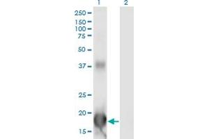Western Blotting (WB) image for anti-Inhibitor of DNA Binding 4, Dominant Negative Helix-Loop-Helix Protein (ID4) (AA 1-161) antibody (ABIN948001)