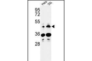 Western blot analysis of HS3ST2 Antibody (C-term) (ABIN653466 and ABIN2842892) in Hela, 293 cell line lysates (35 μg/lane). (HS3ST2 抗体  (C-Term))