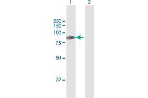 Western Blot analysis of HIPK4 expression in transfected 293T cell line by HIPK4 MaxPab polyclonal antibody. (HIPK4 抗体  (AA 1-616))