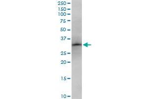 Western Blotting (WB) image for anti-Nitric Oxide Synthase Interacting Protein (NOSIP) (AA 1-301) antibody (ABIN526431)