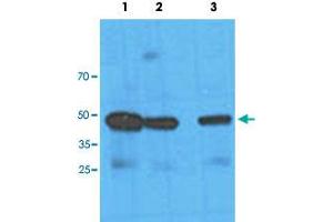 Western blot analysis of HeLa cell lysate with NANS monoclonal antibody, clone AT1G6  at Lane 1: 1:100 dilution, Lane 2: 1:1000 dilution and Lane 3: 1:3000 dilution followed by HRP-conjugated goat anti-mouse secondary antibody and visualized by ECL detection system. (NANS 抗体  (AA 1-359))