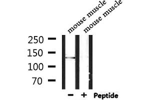 Western blot analysis of extracts from mouse muscle, using RBM16 Antibody. (RBM16 抗体  (Internal Region))