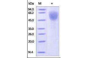 SDS-PAGE (SDS) image for CD27 Molecule (CD27) (AA 21-192) (Active) protein (Fc Tag) (ABIN2180735)