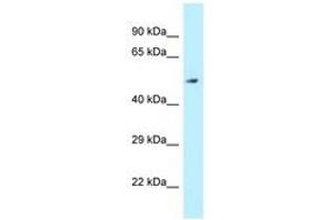 Image no. 1 for anti-Aldehyde Dehydrogenase 3 Family, Member B2 (ALDH3B2) (AA 39-88) antibody (ABIN6747901) (ALDH3B2 抗体  (AA 39-88))