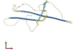 AlphaFold protein structure predicition of Human Recombinant IFFO1 Protein, UniprotID Q0D2I5