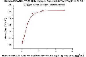 Immobilized Human Collagen I protein at 2 μg/mL (100 μL/well) can bind Human ITGA10&ITGB1 Heterodimer Protein, His Tag&Tag Free (ABIN6810031,ABIN6938847) with a linear range of 0. (Integrin alpha 10 beta 1 (AA 23-1122) (Active) protein (His tag))