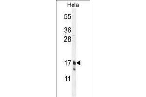 Western blot analysis in Hela cell line lysates (35ug/lane). (Claudin 7 抗体  (C-Term))