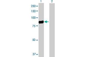 Western Blot analysis of CD248 expression in transfected 293T cell line by CD248 MaxPab polyclonal antibody. (CD248 抗体  (AA 1-757))