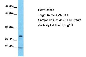 Host: Rabbit Target Name: SAMD10 Sample Tissue: Human 786-0 Whole Cell Antibody Dilution: 1ug/ml (SAMD10 抗体  (N-Term))