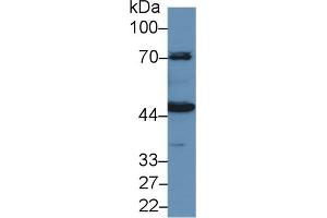 Western Blotting (WB) image for anti-Kininogen 1 (KNG1) (AA 225-407) antibody (ABIN7438388)