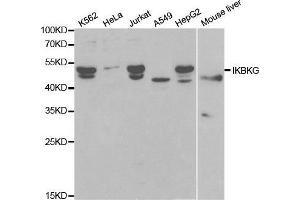 Western blot analysis of extracts of various cell lines, using IKBKG antibody. (IKBKG 抗体  (AA 1-419))