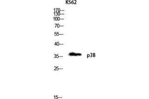Western Blot (WB) analysis of K562 lysis using p38 antibody. (MAPK14 抗体  (Ser272))