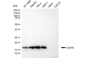 Western blotting analysis using DSTN antibody (ABIN7798320). (Destrin 抗体)