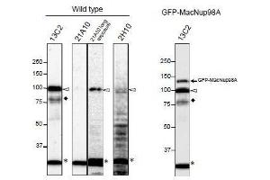 NUP98 抗体  (FGxxN Motif, N-Term)