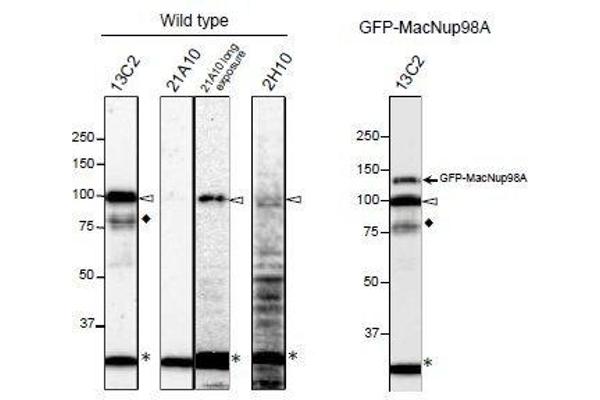 NUP98 抗体  (FGxxN Motif, N-Term)