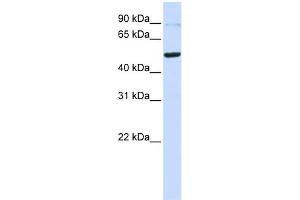 WB Suggested Anti-TINF2 Antibody Titration: 0. (TINF2 抗体  (Middle Region))