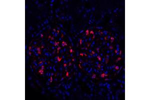 Immunofluorescence (IF) image for anti-Tight Junction Protein 1 (TJP1) (AA 650-700) antibody (ABIN7455191)
