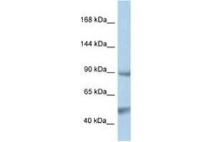 Image no. 1 for anti-Protein tyrosine Phosphatase, Non-Receptor Type 3 (PTPN3) (AA 106-155) antibody (ABIN6747346) (PTPN3 抗体  (AA 106-155))