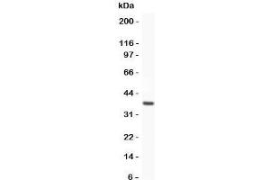 Western blot testing of HO-1 antibody and recombinant human protein (0.