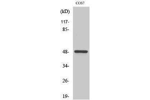 Western Blotting (WB) image for anti-Casein Kinase 1, gamma 1 (CSNK1G1) (N-Term) antibody (ABIN3183659) (CSNK1G1 抗体  (N-Term))