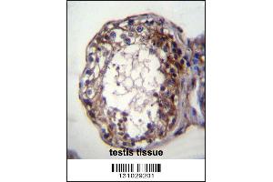 SMPD1 Antibody immunohistochemistry analysis in formalin fixed and paraffin embedded human testis tissue followed by peroxidase conjugation of the secondary antibody and DAB staining. (SMPD1 抗体  (C-Term))
