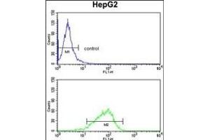 GPD1 Antibody (N-term) (ABIN652446 and ABIN2842302) flow cytometry analysis of HepG2 cells (bottom histogram) compared to a negative control cell (top histogram). (GPD1 抗体  (N-Term))