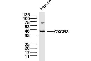 Mouse muscle lysates probed with CXCR3 Polyclonal Antibody, Unconjugated  at 1:300 dilution and 4˚C overnight incubation. (CXCR3 抗体  (AA 1-100))