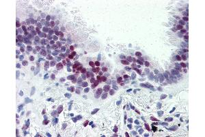 Anti-CASZ1 antibody IHC of human lung. (CASZ1 抗体  (N-Term))
