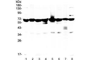 Western blot testing of 1) rat kidney, 2) rat brain, 3) mouse stomach, 4) mouse spleen, 5) human HeLa, 6) U87, 7) PANC lysate with AIF antibody. (AIF 抗体)