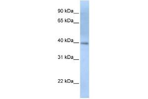 ITPK1 antibody used at 1 ug/ml to detect target protein. (ITPK1 抗体  (N-Term))