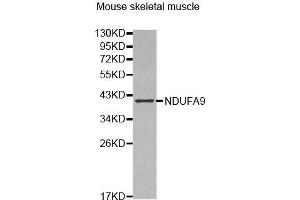 Western Blotting (WB) image for anti-NADH Dehydrogenase (Ubiquinone) 1 alpha Subcomplex, 9, 39kDa (NDUFA9) (AA 1-270) antibody (ABIN6220158) (NDUFA9 抗体  (AA 1-270))