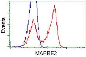 HEK293T cells transfected with either RC200259 overexpress plasmid (Red) or empty vector control plasmid (Blue) were immunostained by anti-MAPRE2 antibody (ABIN2454593), and then analyzed by flow cytometry. (MAPRE2 抗体)