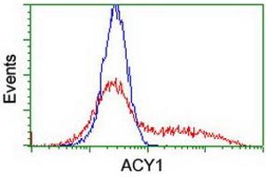HEK293T cells transfected with either RC201284 overexpress plasmid (Red) or empty vector control plasmid (Blue) were immunostained by anti-ACY1 antibody (ABIN2454791), and then analyzed by flow cytometry. (Aminoacylase 1 抗体)