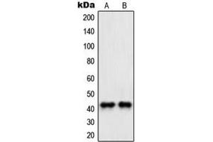 Western blot analysis of PAWR expression in HeLa (A), NIH3T3 (B) whole cell lysates. (PAWR 抗体  (C-Term))