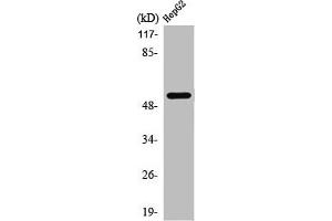 Western Blot analysis of HepG2 cells using PREP-2 Polyclonal Antibody (PKNOX2 抗体  (C-Term))