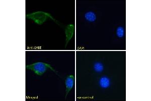 ABIN570878 Immunofluorescence analysis of paraformaldehyde fixed NIH3T3 cells, permeabilized with 0. (LY6E 抗体  (Internal Region))