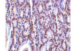 Immunohistochemistry of ANP32A in mouse small intestine tissue with ANP32A polyclonal antibody  at 2 ug/mL . (PHAP1 抗体  (C-Term))